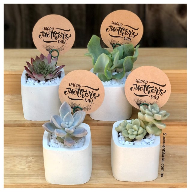 Succulent Social AU