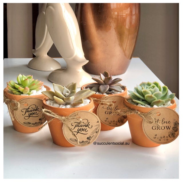 Favours and Bombonierres | Succulent Social AU