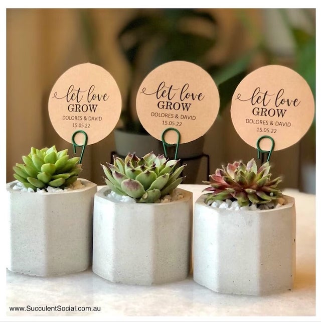 Favours and Bombonierres | Succulent Social AU